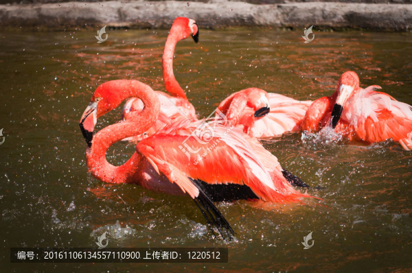 火烈鳥在潑水