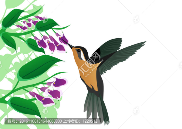 蜂鳥