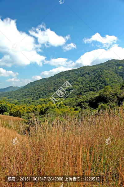 森林場(chǎng)景