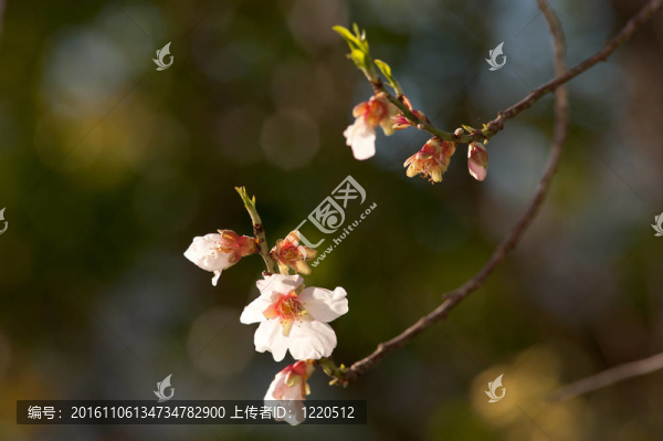 杏仁花