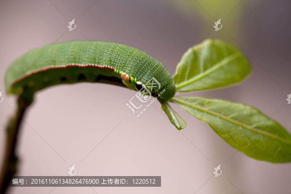 蝴蝶幼蟲(chóng)
