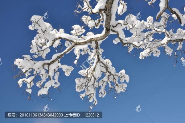 樹(shù)枝上的雪