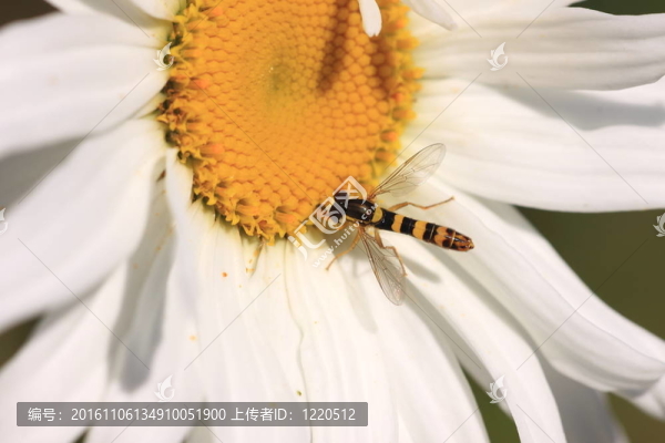 syrphe食蚜蠅科