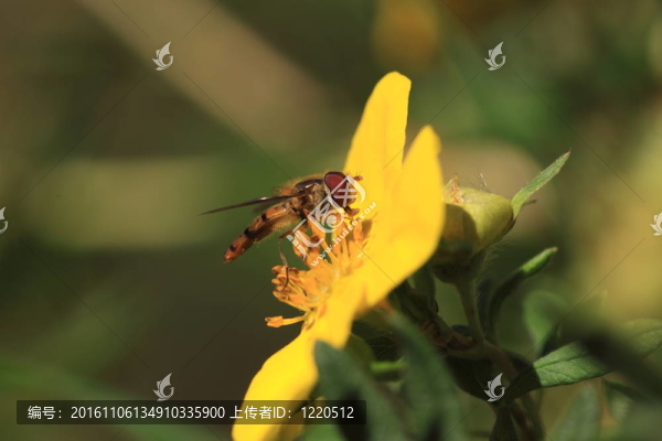 syrphe食蚜蠅科