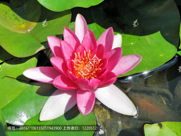 蓮花