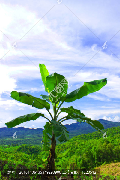 高原上的香蕉樹(shù)
