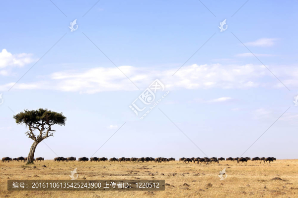 Masai,Mara,Wildebeest遷移