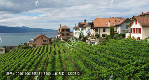 葡萄園在Lavaux；瑞士