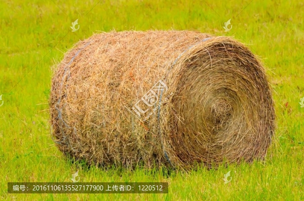 秸稈卷特寫