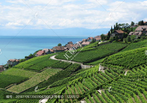 葡萄園在Lavaux；瑞士
