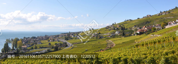 葡萄園在Lavaux；瑞士