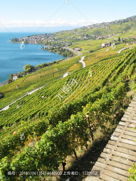 葡萄園在Lavaux；瑞士