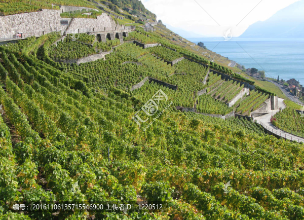 葡萄園在Lavaux；瑞士