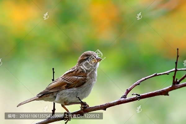 鳥(niǎo)（鳥(niǎo)）坐在樹(shù)枝上