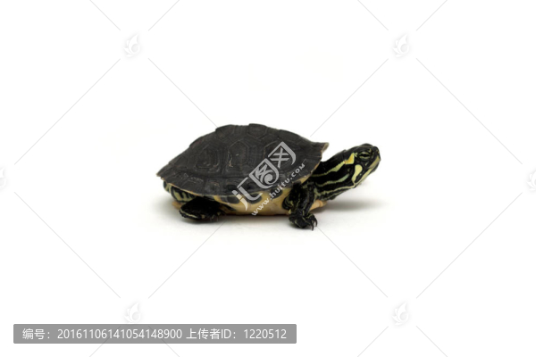 海龜寶寶