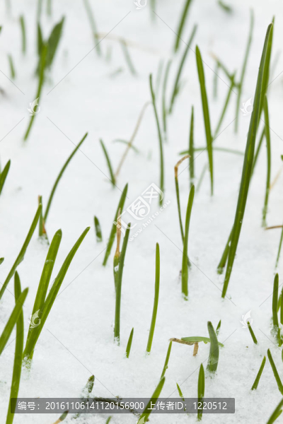 草