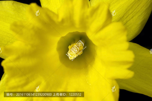黃水仙特寫