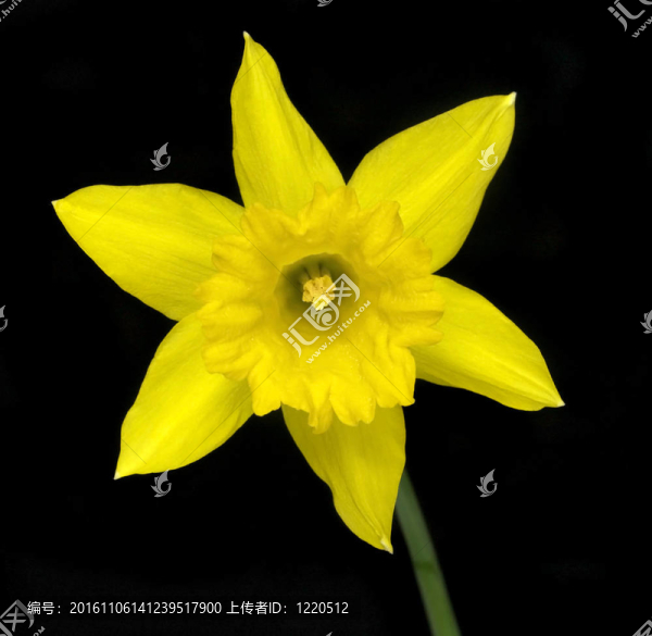 黃水仙花卉隔離在黑