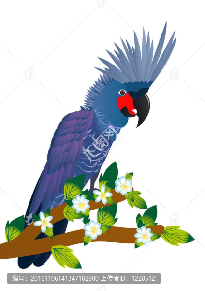 鳳頭鸚鵡