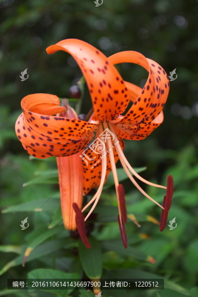 老虎莉莉