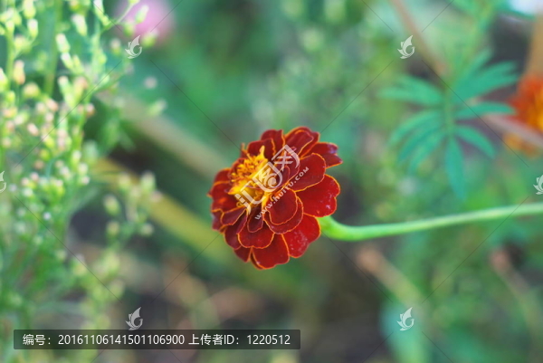 萬壽菊