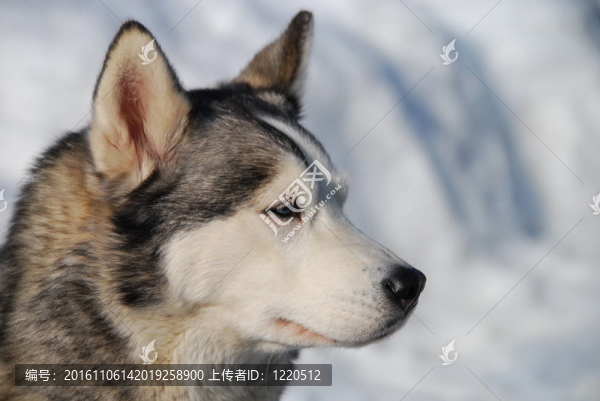 哈士奇犬的畫像
