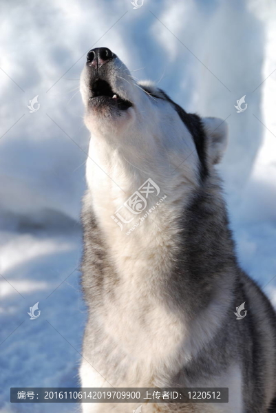嗥叫狼