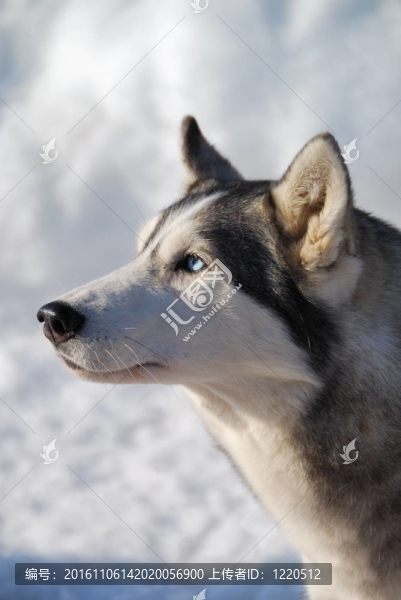 哈士奇犬的畫像