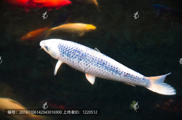 在池塘里饑餓的錦鯉魚
