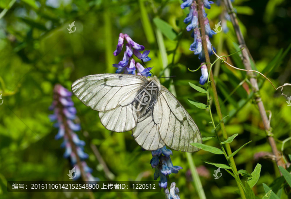 蝶（鳳蝶stubbendorfi）9