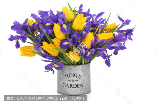 虹膜和Tulip,Flowers