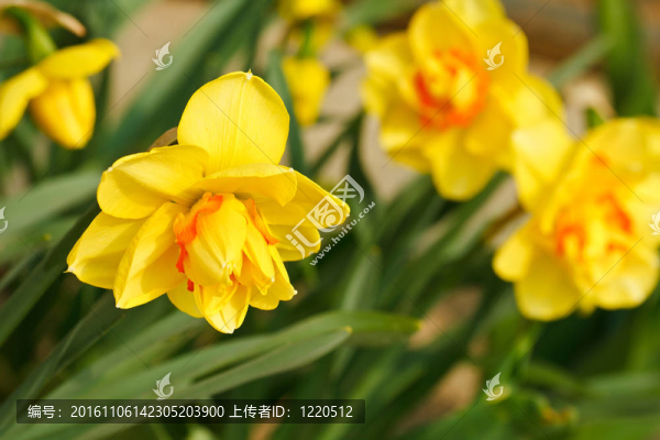 水仙