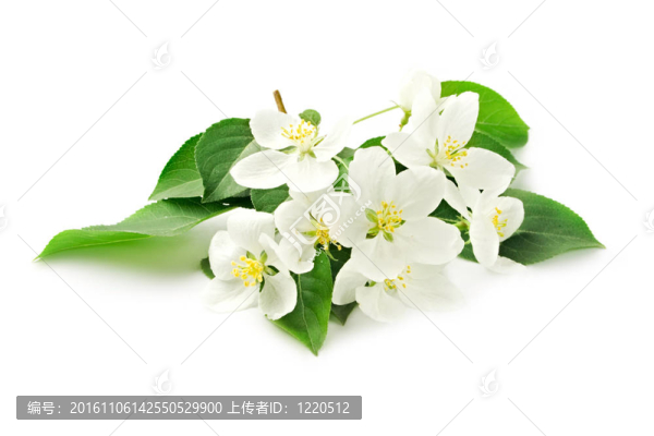 白色的蘋果花