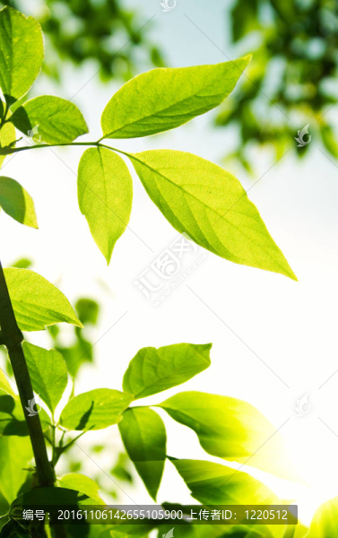 帶太陽光的綠葉