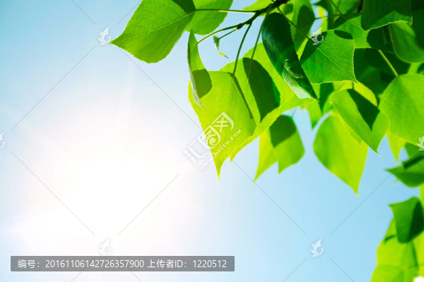 帶太陽光的綠葉