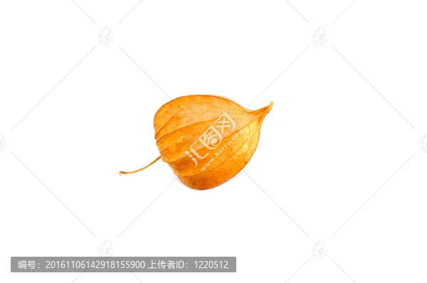 白色橙色植物