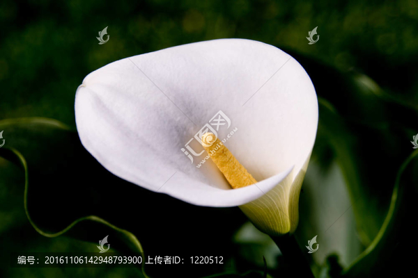 馬蹄蓮