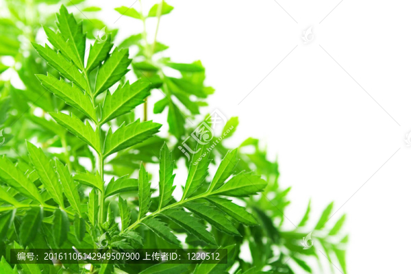 在白色的年輕植物