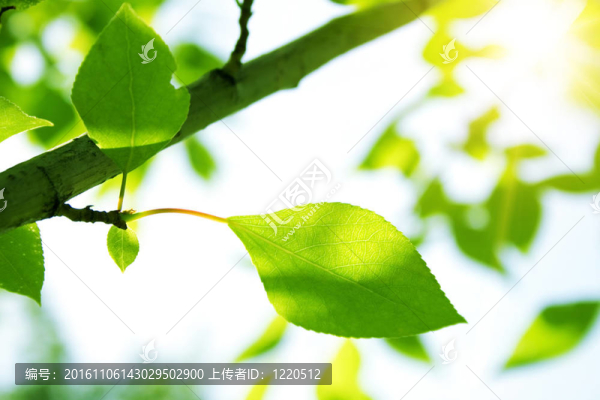 帶太陽(yáng)光的綠葉