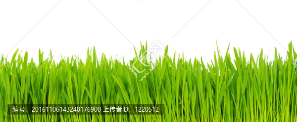 綠色的草