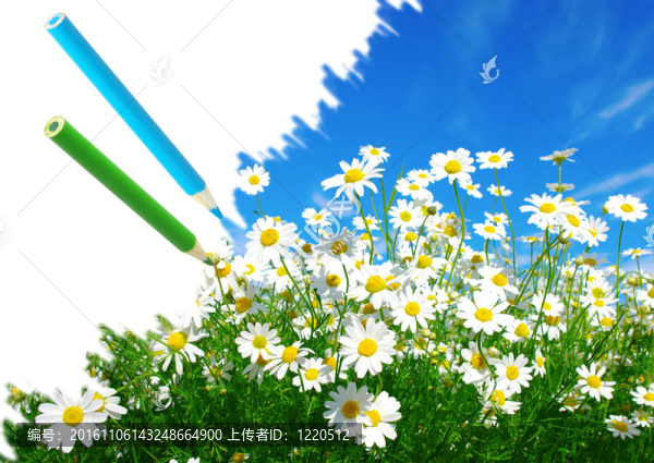 白色的雛菊