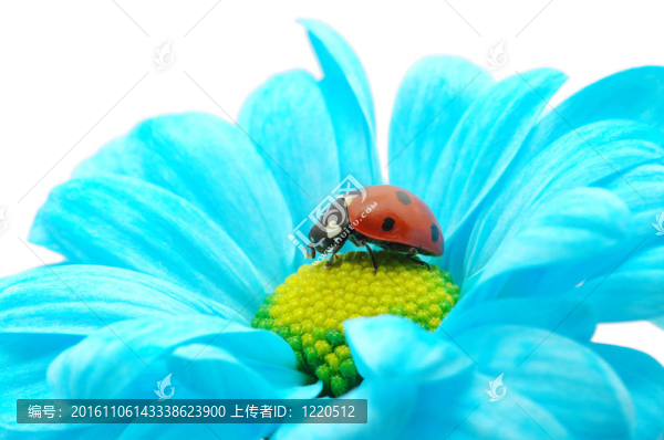 花上的瓢蟲