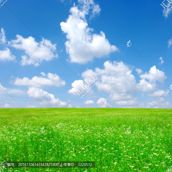 場(chǎng)camomiles