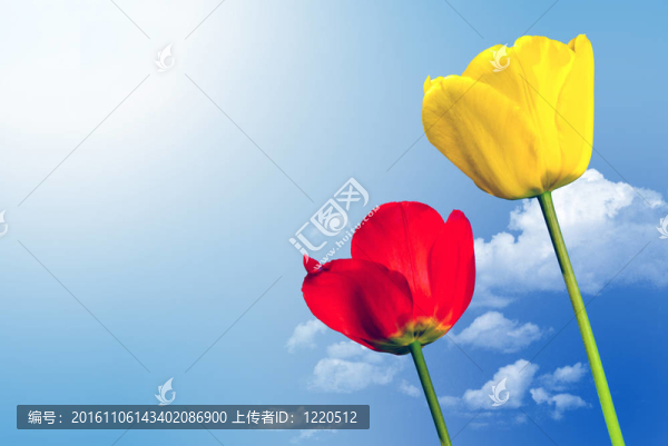 兩個(gè)郁金香在天空的前面