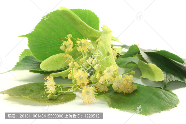 菩提樹花