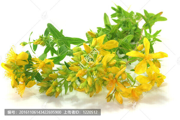 圣約翰草