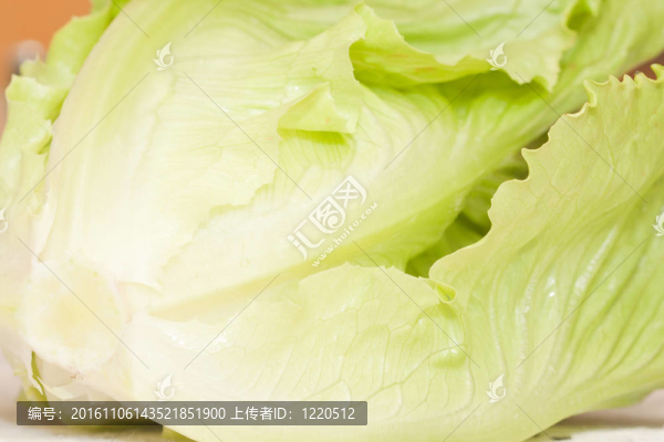 綠色大生菜