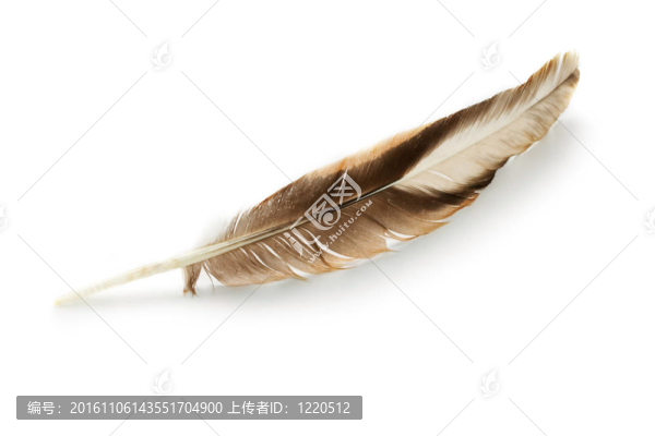 白色背景上的羽毛