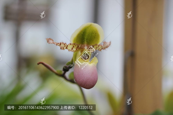 綠色；黃色的壺蘭花
