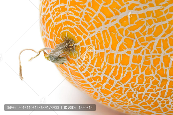 白瓜